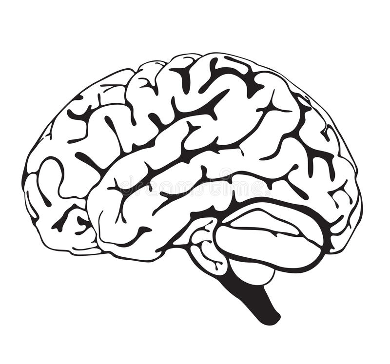 black and white drawing of a human brain